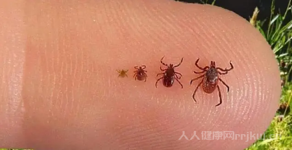 蜱蟲(chóng)一般藏在家里哪些地方