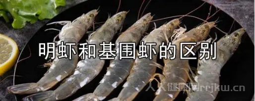 基圍蝦和普通蝦區(qū)別