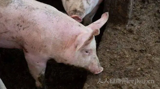 豬流感有哪些癥狀