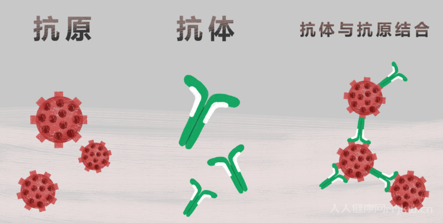 抗原和抗體的區(qū)別