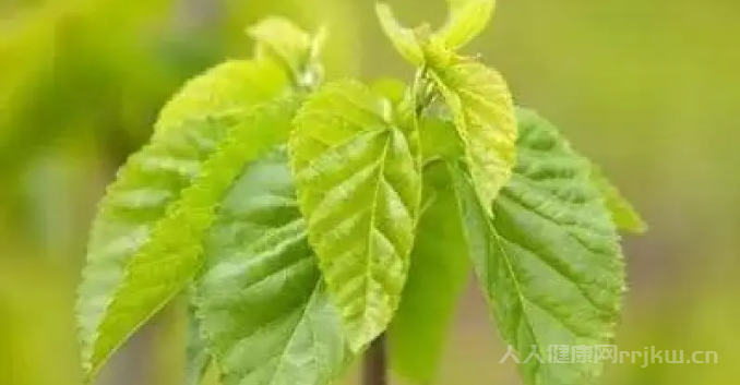 桑葉的功效與作用及食用方法