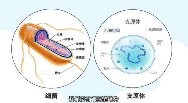 什么叫支原體感染