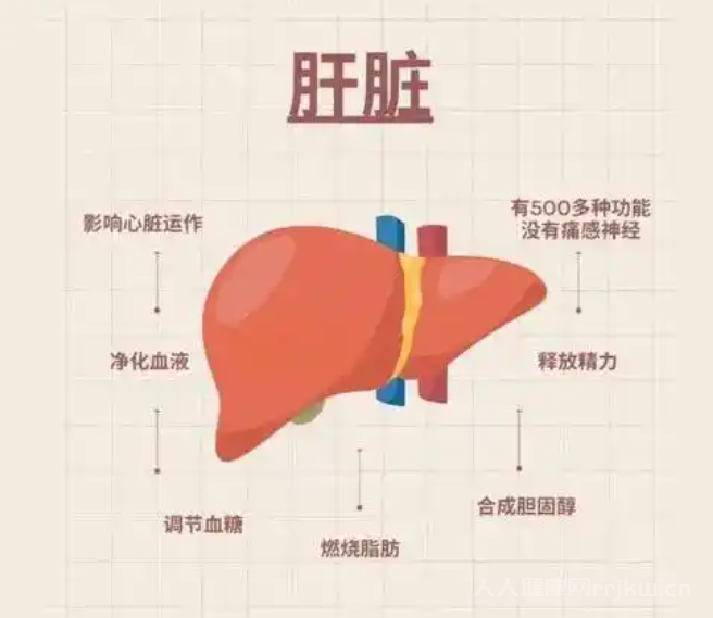 藥物代謝的主要器官是哪個(gè)